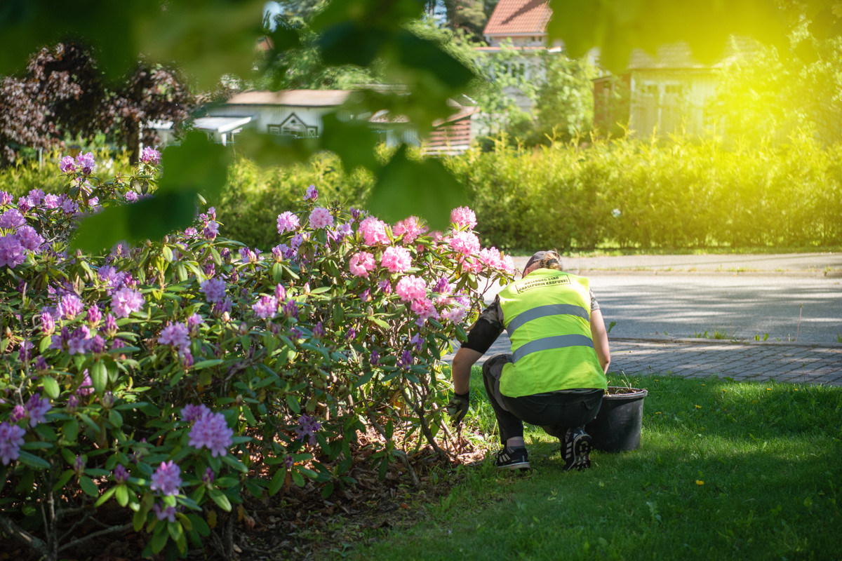 Parkarbetare beskär en rhododendronbuske